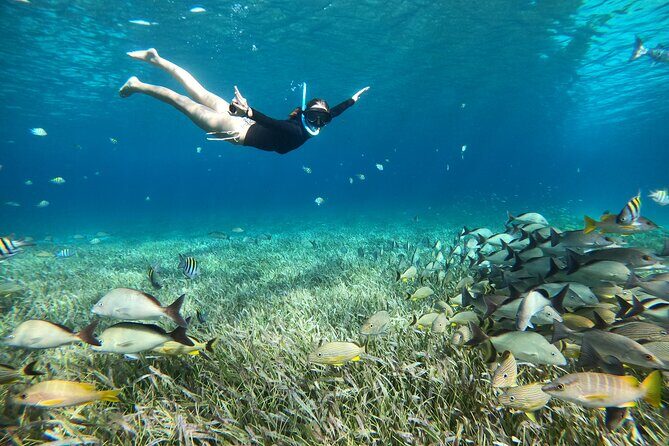 The Cozumel Turtle Sanctuary Snorkel Tour - Equipment, safety, and the reality of sea conditions