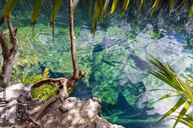 Tour 4 Cenotes Casa Tortuga Tulum. Food + Zipline. Includes Pickup. - The cenote circuit: Campana, Jaguar, 3 Zapotes, and Wisho