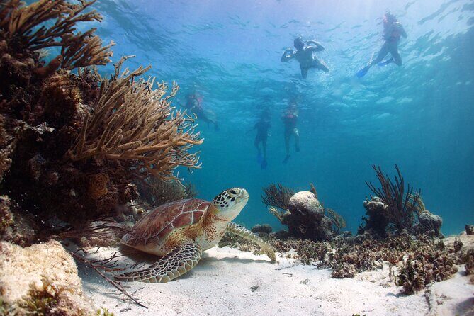 Tour to Tulum and cenote with swimming with turtles from Riviera Maya - Stop 4: Tulum Archaeological Site Views That Take Time