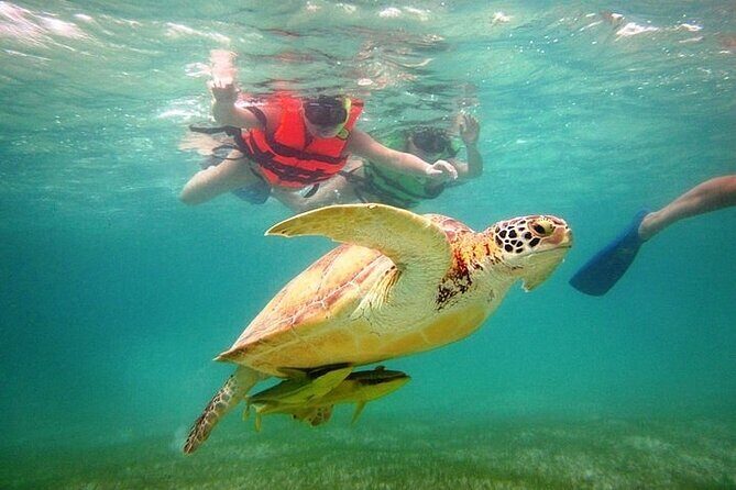 Tour to Tulum and cenote with swimming with turtles from Riviera Maya - Price and Value: What $89 Covers—and What You Still Pay