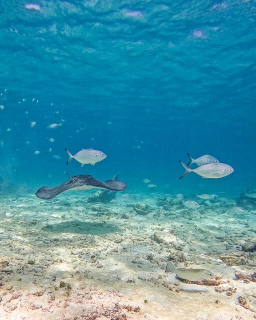 Tulum: 2-Hour Snorkeling in Two Spots of Tulum's Reef - FAQ