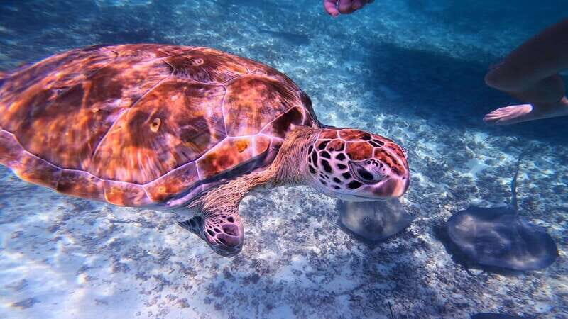 Tulum: 2-Hour Snorkeling in Two Spots of Tulum's Reef - Getting to the Beach Meeting Point: The Real-World Logistics