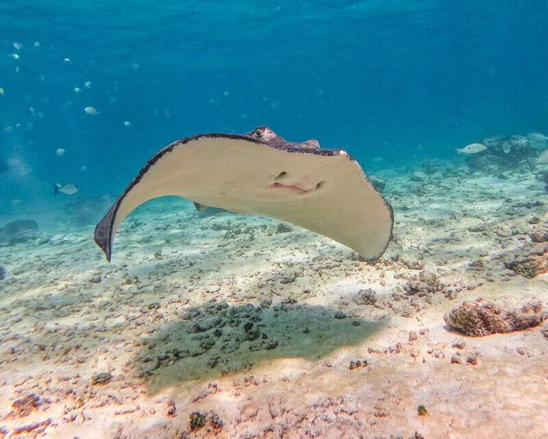 Tulum: 2-Hour Snorkeling in Two Spots of Tulum's Reef - Two Reef Stops in 2 Hours: Why It Works (and When It Doesn’t)