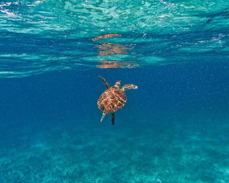 Tulum: 2-Hour Snorkeling in Two Spots of Tulum's Reef - Price and Value: What $50 Covers, and What Costs Extra