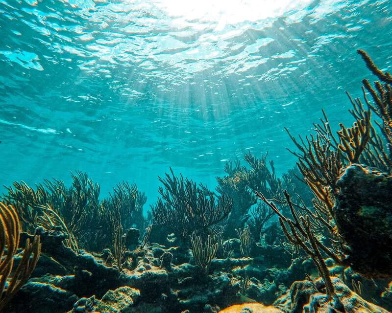 Tulum: 2-Hour Snorkeling in Two Spots of Tulum's Reef - When This Snorkeling Trip Is a Great Fit