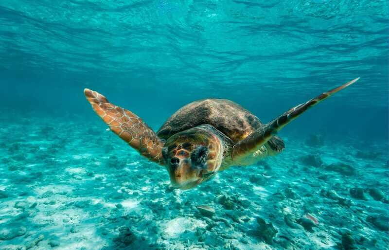 Tulum: 2 spot Reef Snorkel 1 hour 30 minutes - Who This Tour Suits Best