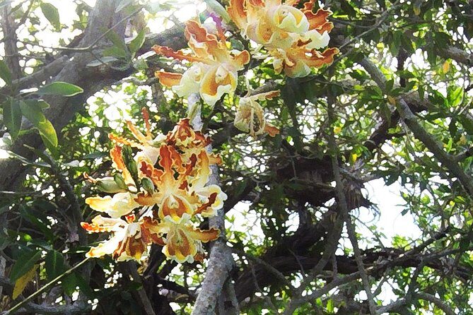 Tulum Archaeological Site & Sian Ka'an Muyil Tour from Tulum - Sian Ka’an Biosphere Reserve: Boat + Lazy River Float Through Mangroves