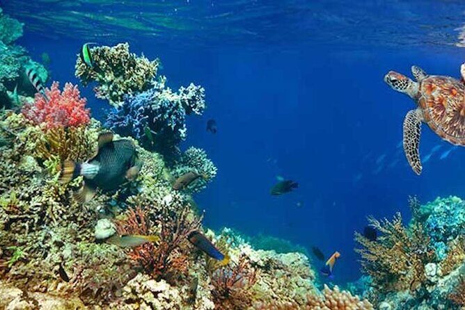 Tulum Area Experiences Guided 2 Tank Scuba Dive Casa Cenote & Barrier Reef-Lunch - The Open-Ocean Boat Ride to the Barrier Reef
