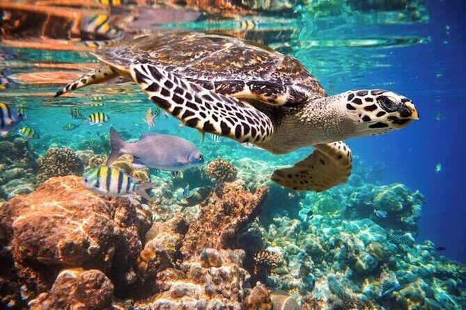 Tulum Area Experiences Guided Snorkeling Tour - Casa Cenote + Ocean Reef & Lunch - Guides make the day: Ricardo, Paco, Carlos, and Julieta