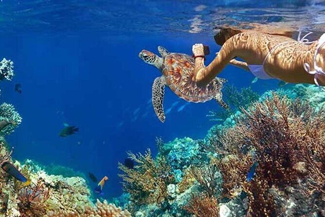Tulum Area Experiences Guided Snorkeling Tour - Casa Cenote + Ocean Reef & Lunch - Safety rules, life jackets, and what they change in the water