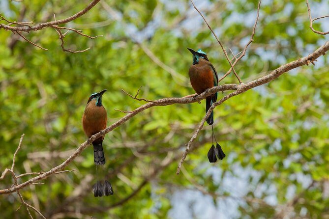 Tulum & Cenote Adventure - The real logistics: pickup, return time, and how to avoid stress