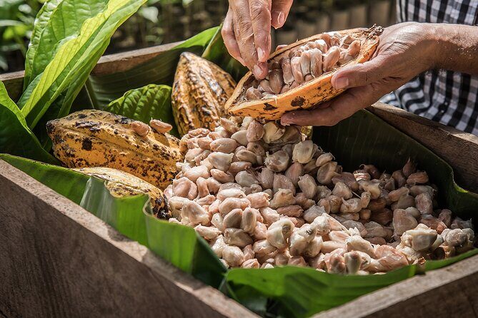 Tulum: Chocolate & Honey Sanctuary Experience with Cenote - The honey and cacao workshop: what you do, not just what you hear