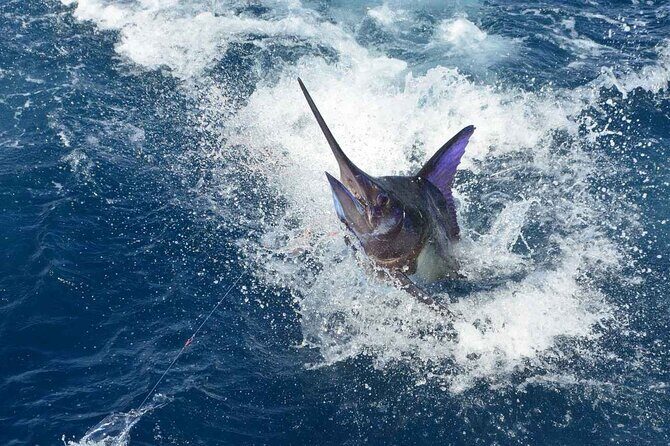 Tulum Deep Sea Fishing Tour - Pelagic Trolling Within Four Miles: Faster Fish Potential