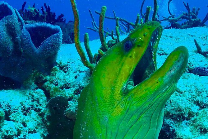 Tulum Diving (Reef) 2 Tanks - Starting at Mexidivers near Tulum Beach (8:30 am)