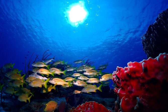 Tulum Diving (Reef) 2 Tanks - Price and what you’re actually paying for ($191.16)