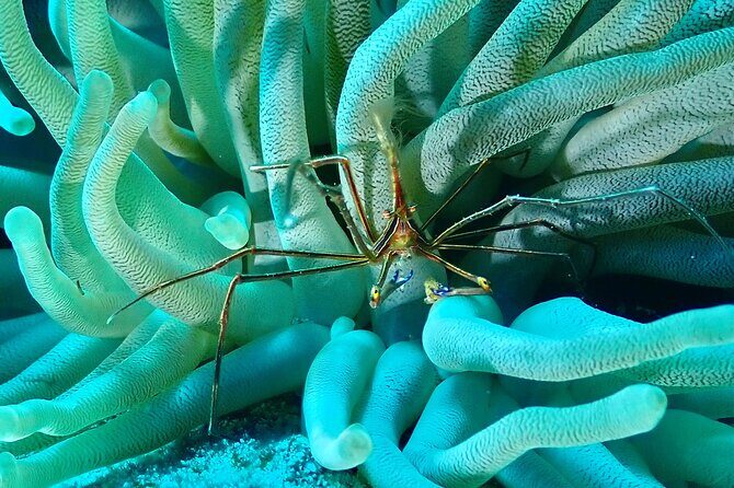 Tulum Diving (Reef) 2 Tanks - The practical booking decision: who this tour fits best