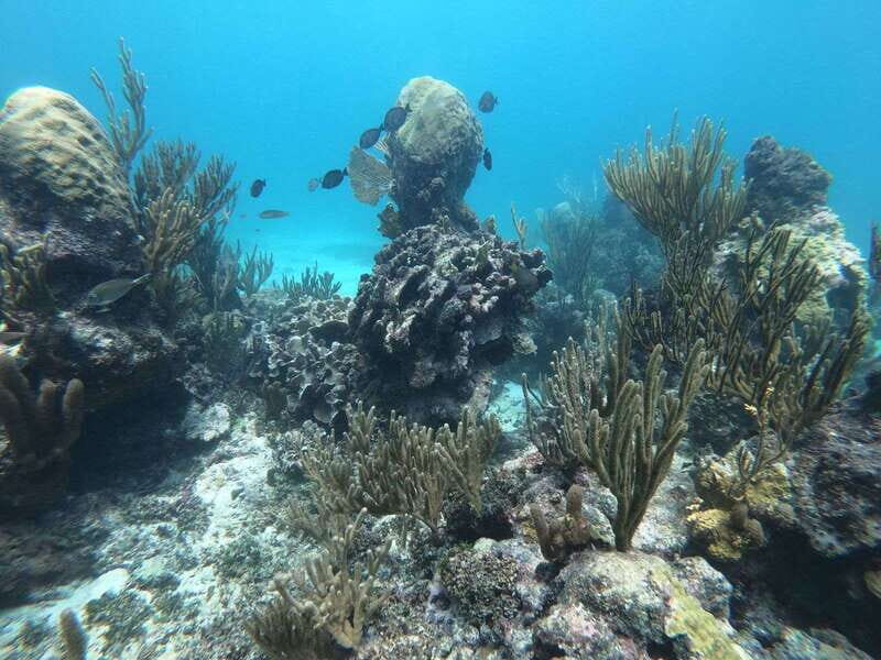 Tulum: Private Snorkel and Sailing Experience - Sailing past the Castle of Tulum: the ruins you usually only see from land