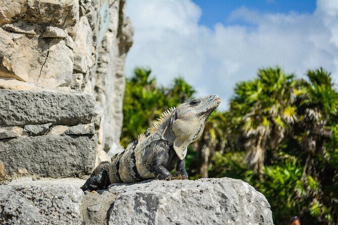 Tulum Ruins and Jaguar Park, Private Round Trip and Tickets - Price Check: Is $140 Per Person Fair Value?
