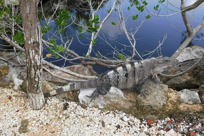 Tulum Ruins Tour (Private, Half Day) - What’s included, what isn’t, and why that matters for value