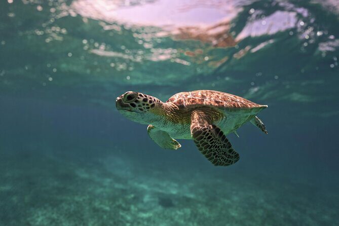 Tulum Ruins, Turtles in Akumal and Cenote tour - Stop 1: Tulum Ruins with a bilingual guide and photo time