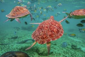Tulum, Snorkeling with Sea Turtles, Cenote and Beachside Lunch - Stop 1: Tulum Archaeological Site (cliff views and the $25 fee)