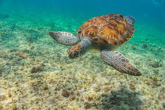 Tulum, Snorkeling with Sea Turtles, Cenote and Beachside Lunch - What I think about the tour timing and pace