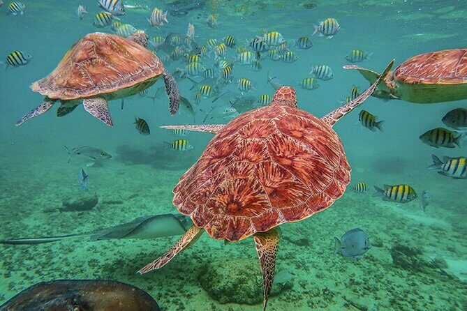 Tulum, Snorkeling with Sea Turtles, Cenote and Beachside Lunch - Stop 1: Tulum Archaeological Site (cliff views and the $25 fee)
