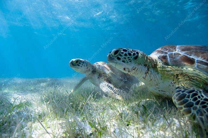 Turtle Encounter Private Tour – Swim with Sea Turtles & Cenote - Private guide + timing: why this feels different than a group tour