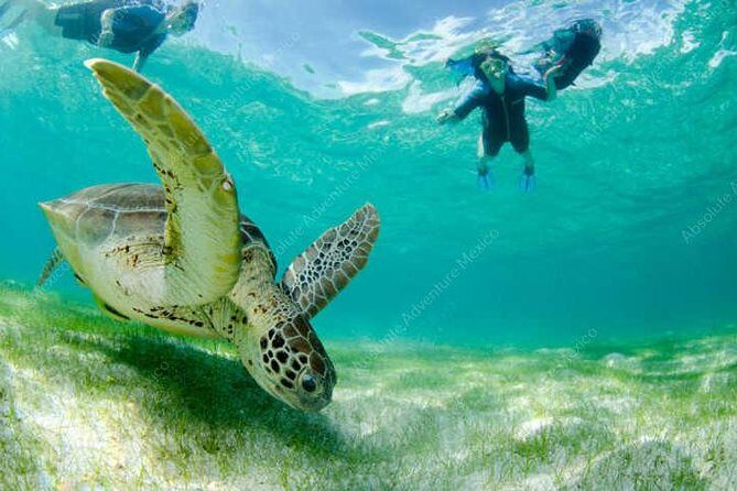 Turtle Encounter Private Tour – Swim with Sea Turtles & Cenote - Who should book this turtle + cenote private tour