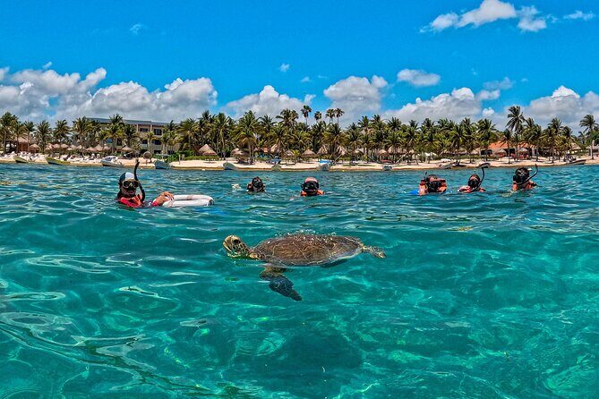 Turtle Snorkeling and Jungle Adventure with Cenote - The big idea: two totally different water worlds