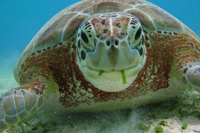 Turtle Snorkeling and Jungle Adventure with Cenote - Lunch, gear, and pace: how the day stays comfortable