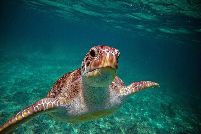 Turtle Snorkeling and Jungle Adventure with Cenote - Getting there: pickup windows that matter for a 6-hour day