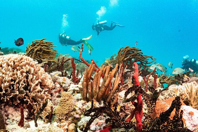 Two reef discovery dives with professional instructor (no experience necessary) - Ocean time to 40 feet: what you might see on the reefs