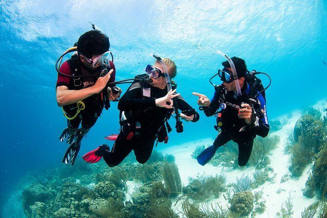 Two reef discovery dives with professional instructor (no experience necessary) - Gear, included items, and what you should bring