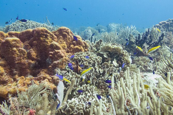 Two reef discovery dives with professional instructor (no experience necessary) - Medical fitness and who should double-check first