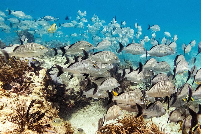 Two reef discovery dives with professional instructor (no experience necessary) - Transportation: how you get to the center and what’s handled for you