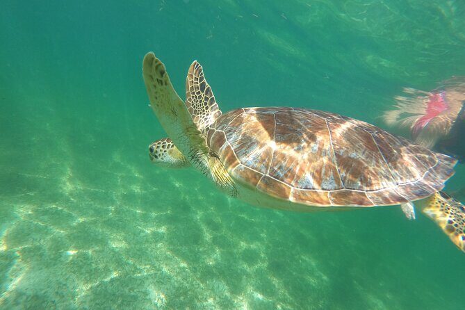VIP Cenotes & Turtles Private Tour - Who this tour fits best