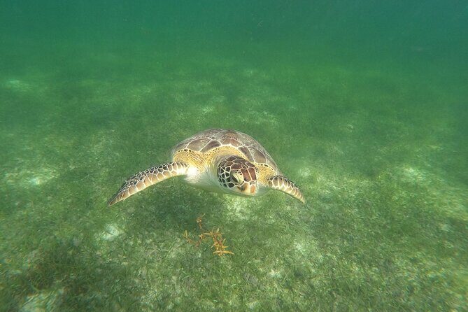 VIP Tulum & Turtles Private Tour - Akumal Beach: Turtle Time First (Where the Morning Pays Off)