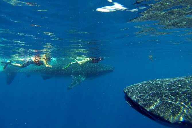 Whale Shark Encounter Full-Day all inclusive Tour from Riviera Maya - Isla Mujeres: Playa Norte, snorkeling stops, and why lunch hits different