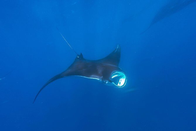 Whale Shark Encounter Full-Day all inclusive Tour from Riviera Maya - Gear, food, and restrooms: the practical stuff that can change your day