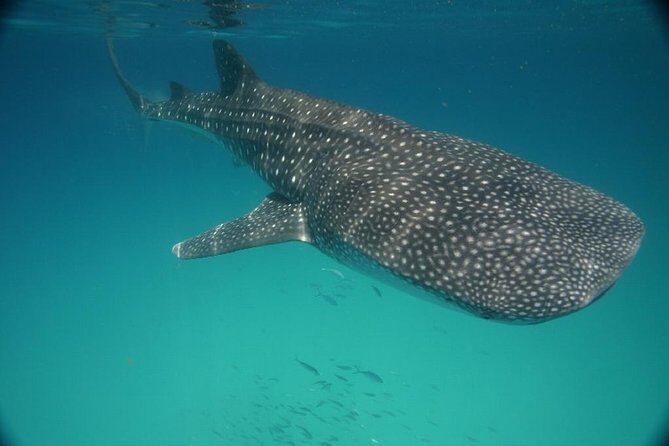 Whale Shark Encounter Full-Day all inclusive Tour from Riviera Maya - Safety, rules, and who should consider skipping this tour