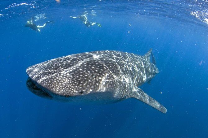 Whale shark encounter Private tour - swim with whale shark cancun - Key things that make this whale shark tour work