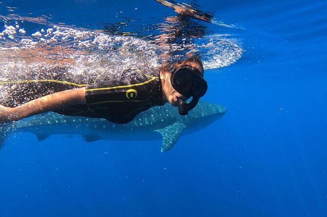 Whale shark encounter Private tour - swim with whale shark cancun - Private Whale Shark Swim From Playa del Carmen: What the day feels like