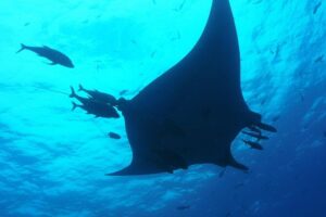 Whale shark encounter Private tour - swim with whale shark cancun - Price and logistics: Is $975 per person actually value?