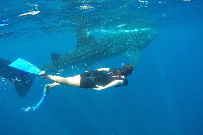 Whale shark encounter Private tour - swim with whale shark cancun - Snorkeling rounds with a small ratio: Calm water, careful handling