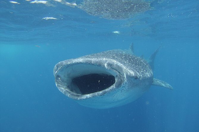 Whale shark encounter Private tour - swim with whale shark cancun - The private part: What it means and what it doesn’t