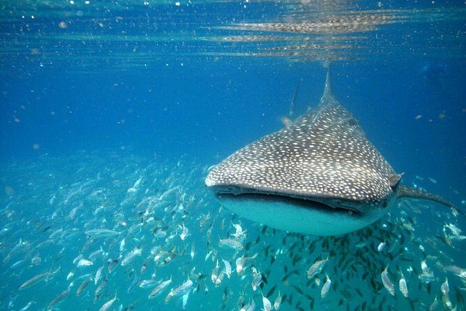 Whale Shark Experience from Playa del Carmen - Whale Sharks Near Cancun: Why This Season Matters