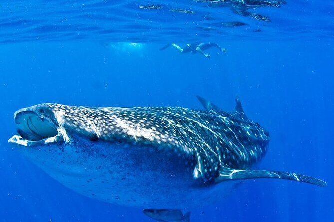 Whale Shark Experience from Playa del Carmen - Snorkeling With a White-Spotted Whale Shark: What to Expect Underwater