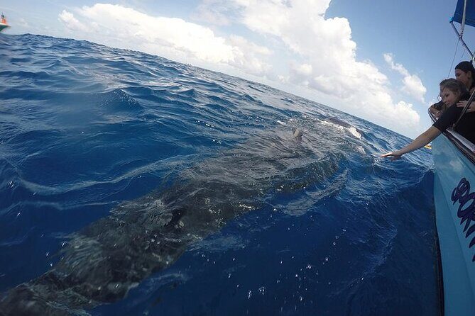 Whale Shark Experience from Playa del Carmen - What’s Included in This $49 Whale Shark Tour (and What Isn’t)