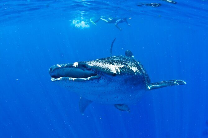 Whale Shark Experience from Playa del Carmen - Who This Trip Fits Best From Playa del Carmen